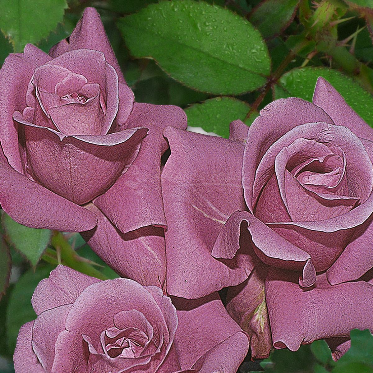 ROSA BLU